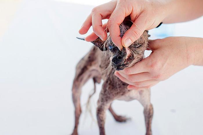 Самая уродливая собака, победитель конкурса 2015 года
