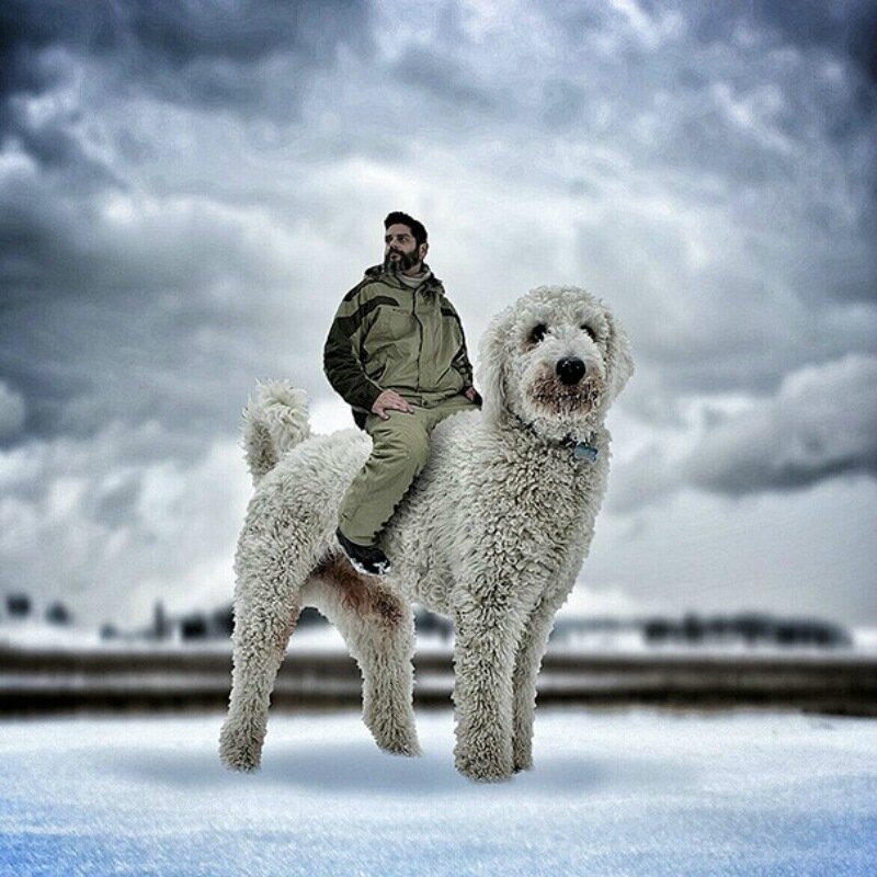 Американский фотограф завёл себе гигантскую собаку породы голдендудль