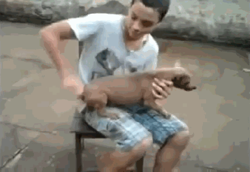 Собаки гифки