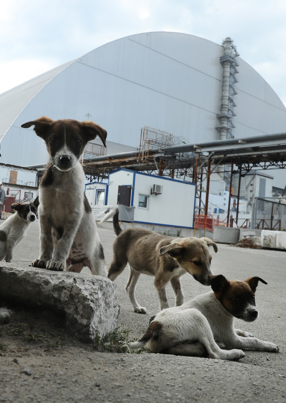 Бродячие собаки Чернобыля