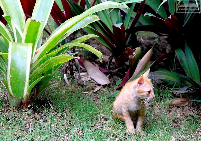 Кошки Бали