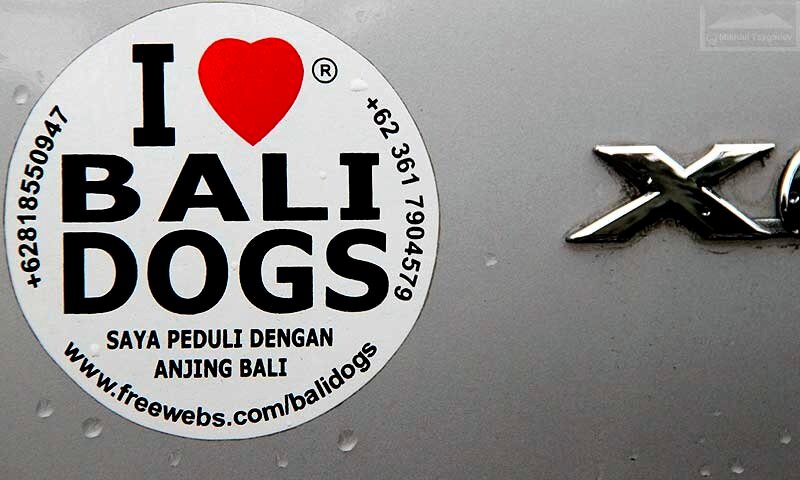 Собаки Бали