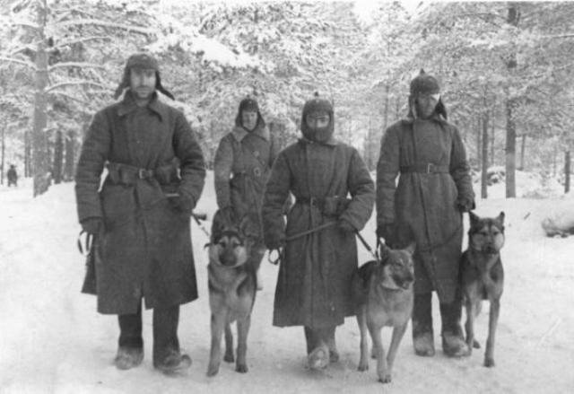 jurashz.livejournal.com, ВОВ, WW2, Вторая мировая, служебные собаки, война, армия, оружие, история, СССР