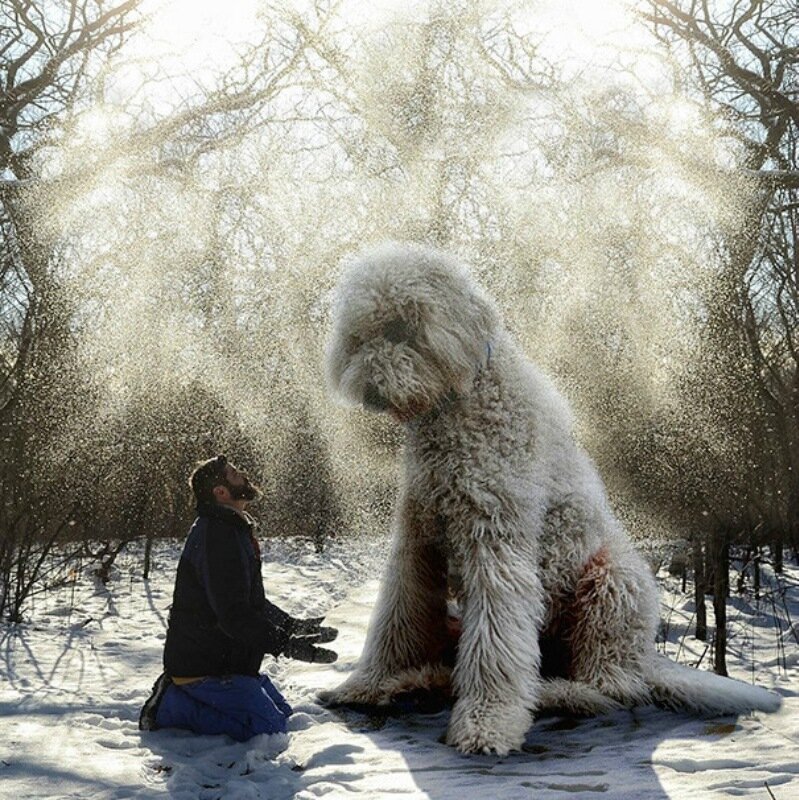 Американский фотограф завёл себе гигантскую собаку породы голдендудль