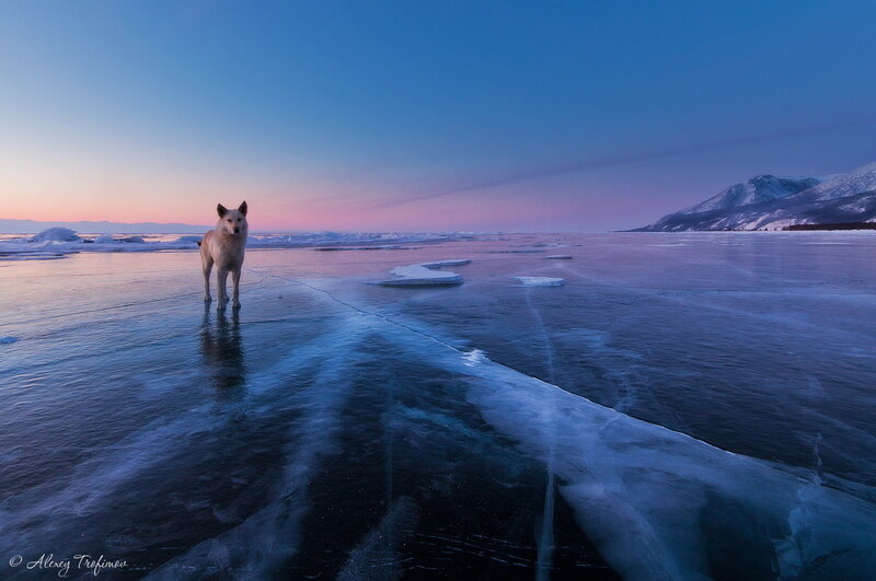 Baikal_2013_Dog-on-Ice.jpg