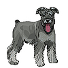 Миниатюрный шнауцер собака с высунутым языком | Векторный клипарт