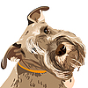 Миниатюрная собака породы шнауцер | Векторный клипарт