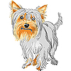 Породистых собак йоркширский терьер | Векторный клипарт