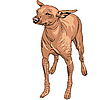 Мексиканская голая собака породы Ксолоитцкуинтли | Векторный клипарт