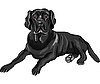 Собака черный лабрадор ретривер | Векторный клипарт