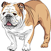 Эскиз собака породы английский бульдог | Векторный клипарт