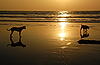 Две собаки на закате | Фото