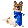 Собака породы той-спаниель папийон с синим бантом | Фото