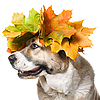 Собака с венком из кленовых листьев | Фото