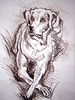 Рисунок-набросок собаки | Иллюстрация