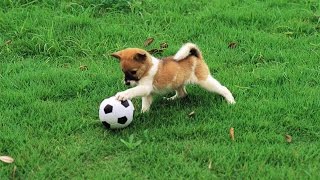 Счастливая собака прервала футбольный матч в Венесуэле 2016
