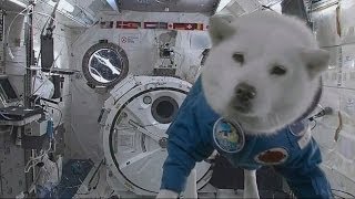 Собака в космосе/Dog in Space