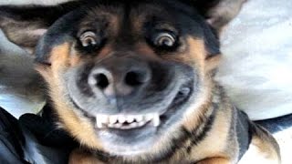 Лай смешных собак - смешная подборка видео. компиляция