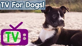 A Video for Dogs - Virtual Dog Walk with Relaxing Music and nature footage for dogs - Dog TV 🐶📺