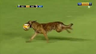 Минутка позитива: в Боливии собака оставила футболистов без мяча