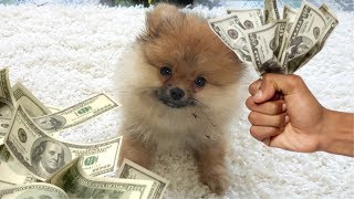 Смешной щенок Малыш Алиса Похищает деньги