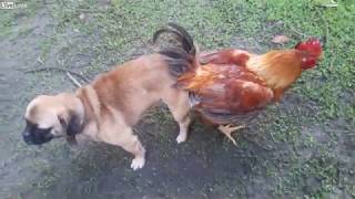 Скрещивание собаки с петухом. animal breeding Dog on Rooster.