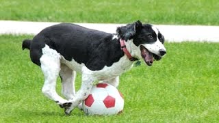 Собаки, играющие в футбол -Сборник!