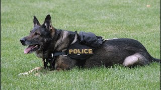 Очень милое видео: полицейских собак провожают на пенсию