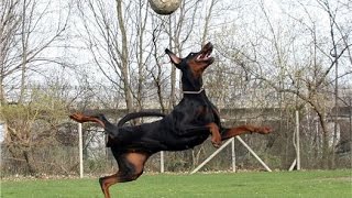 В футбол играют настоящие собаки