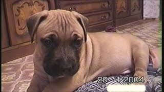 Дик щенок, моменты из жизни стаффорда Дика (видео 2010 года) [Рыбачёв и Пёс]