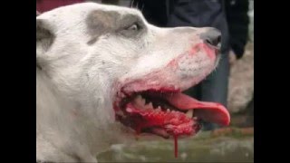 Нападение бойцовых собак на людей и животных