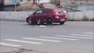 Самосвал избил собаку, на пешеходном переходе