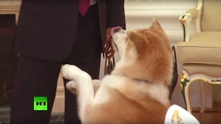 «Строгая собака» Путина по кличке Юмэ облаяла японских журналистов