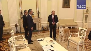Путин, его собака и японские журналисты – ВИДЕО