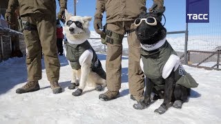Полицейские собаки в Чили получили зимнюю форму одежды