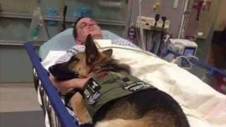 Военная собака в больнице вместе с раненным солдатом! ШОК! СОБАЧЬЯ ПРЕДАННОСТЬ!