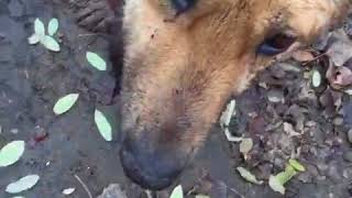 Охранник зоопарка избил сторожевую собаку металлическим прутом, Ставрополь