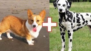 Сумашедшие скрещивания – 10 гибридов собак