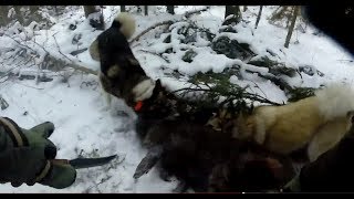 Охота на кабана с собаками ( зарезал ножом )