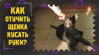 Как отучить щенка кусать руки (один из способов)