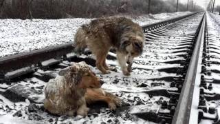 В Ужгороде пес Панда 48 часов самоотверженно охранял раненую собаку Люси