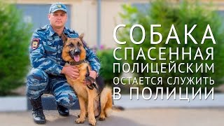 В Краснодарском крае собака, спасенная полицейским, остается служить в полиции