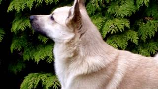 Порода собак. Норвежский эльгхунд. Симпатичная собака серебристого цвета