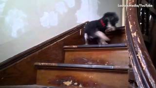 Собаки пугаются лестницы