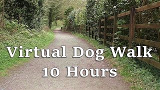 Dog TV : Virtual Dog Walk in The Woods 🔵 Almost 10 HOURS 🔵
