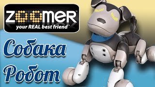 Интерактивная игрушка собака робот Зумер (Zoomer toys) - видео для детей
