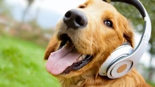 Собака и рэп