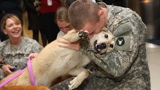 Как Собаки Встречают Своих Хозяев Солдат. Подборка [HD]