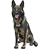Эскиз черная собака породы немецкая овчарка | Векторный клипарт