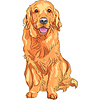 Эскиз красной охотничья собака породы золотистый ретривер | Векторный клипарт